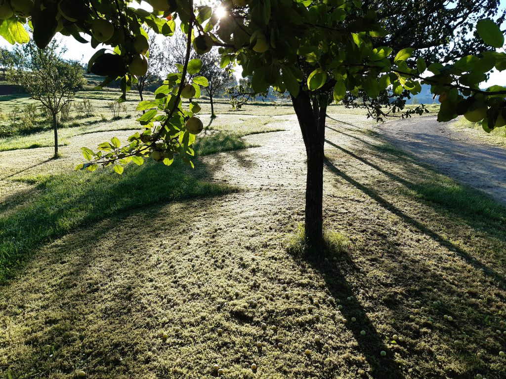 Kriecherlernte