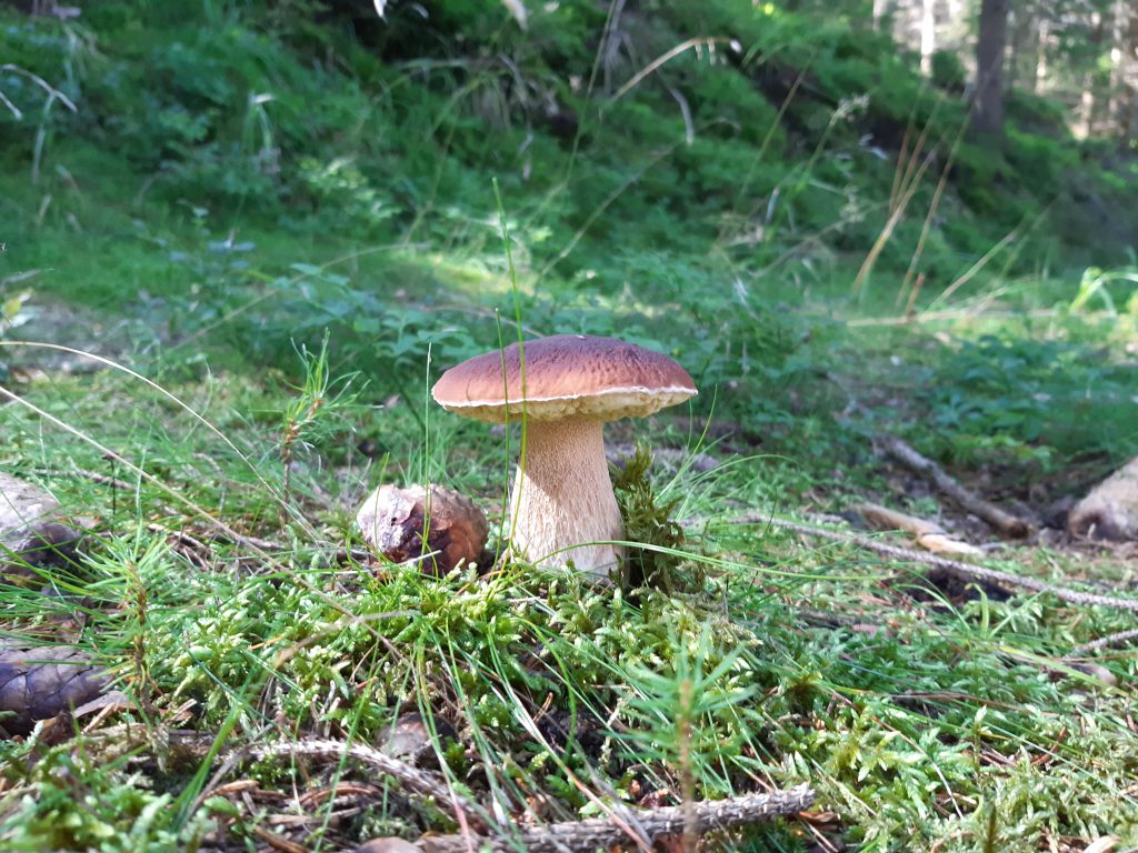 Steinpilz im Wald