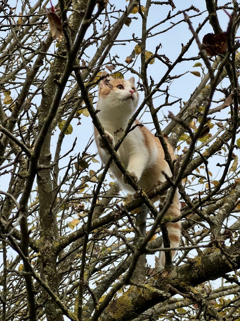Wutzi-Kater im Baum