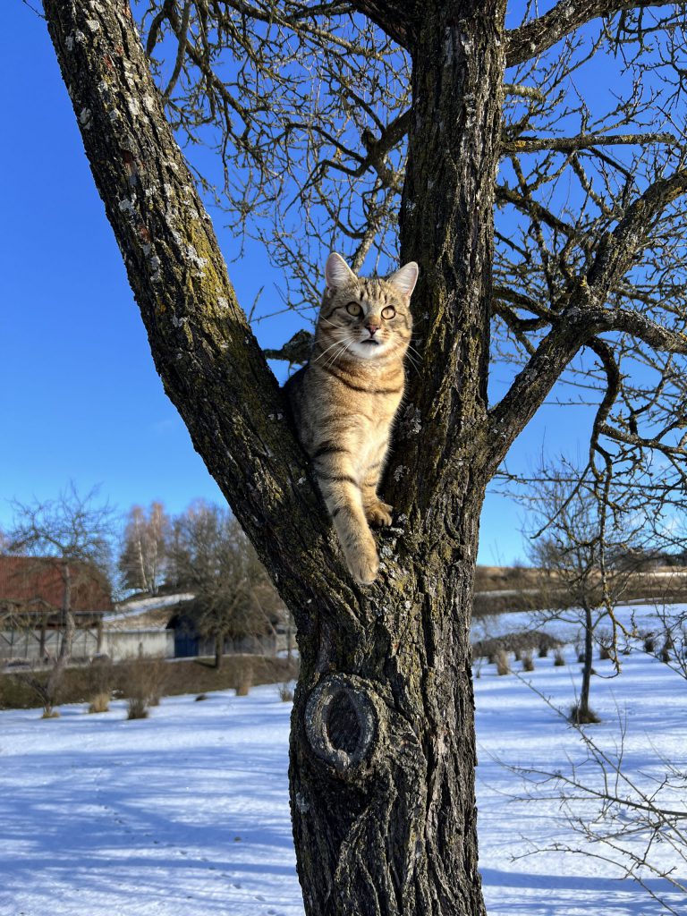 Tiger-Kater im Baum