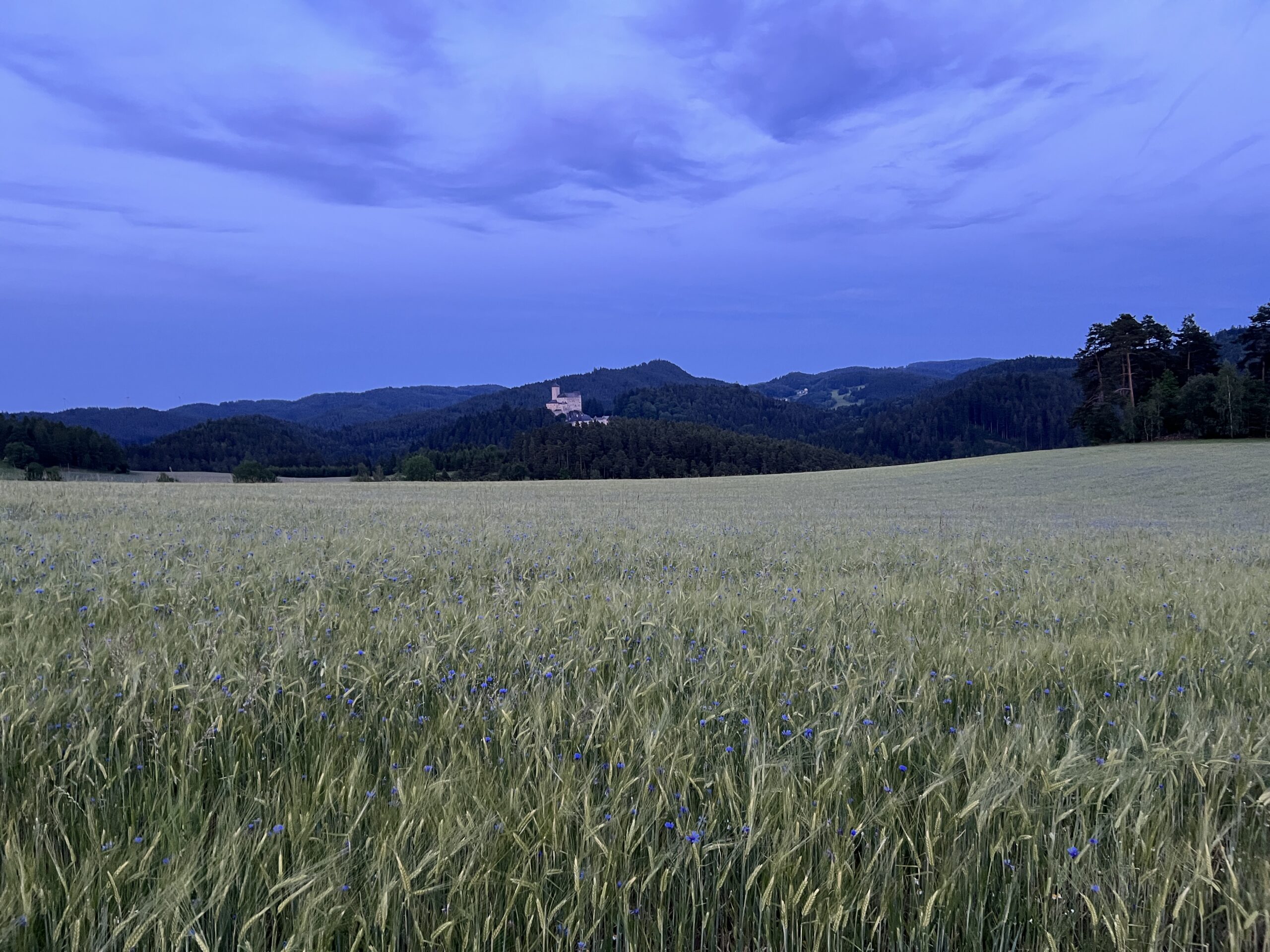 Kornfeld am Abend mit Burgblick