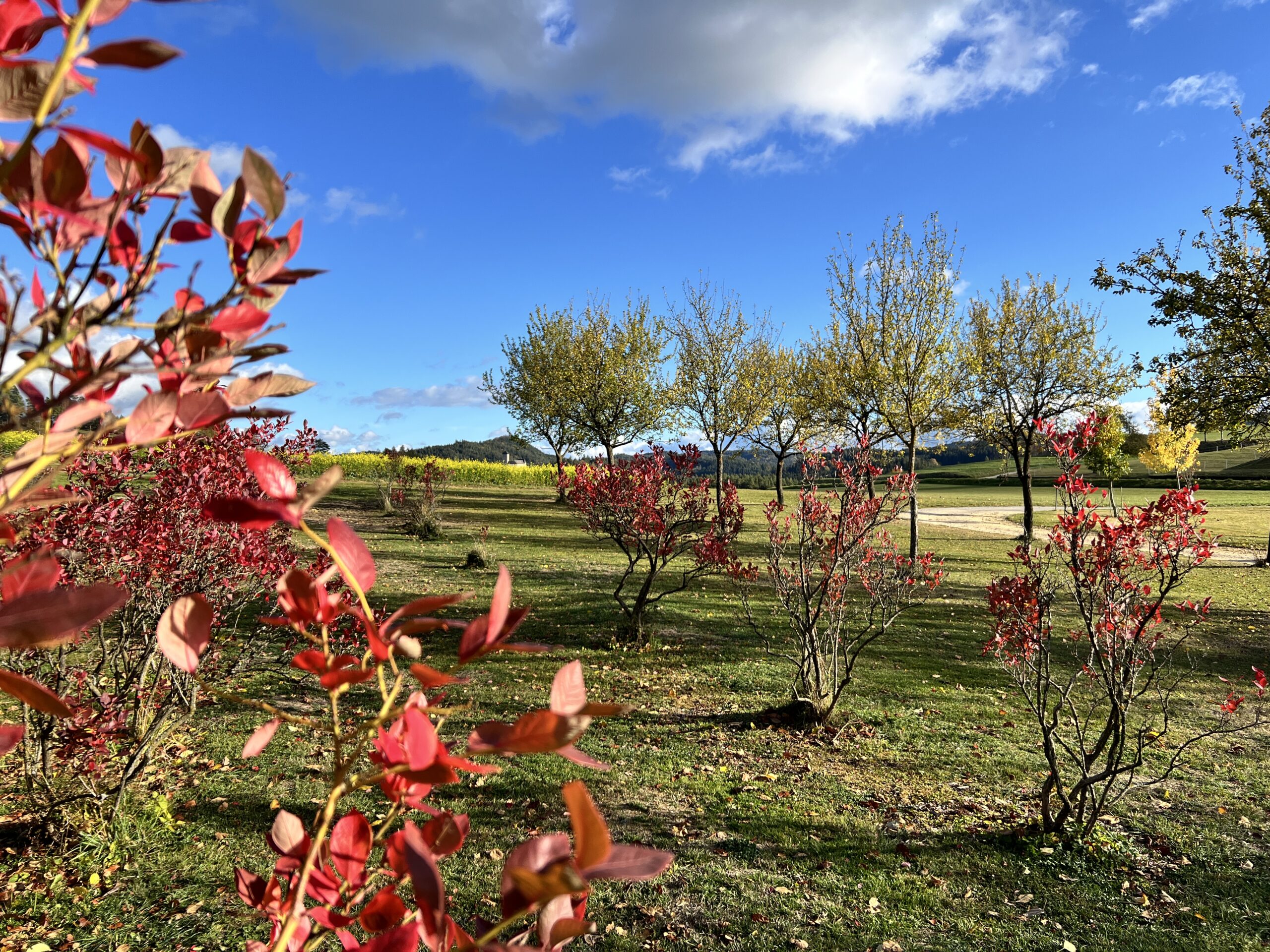 Obstgarten im Herbst