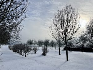 Obstgarten im Winter